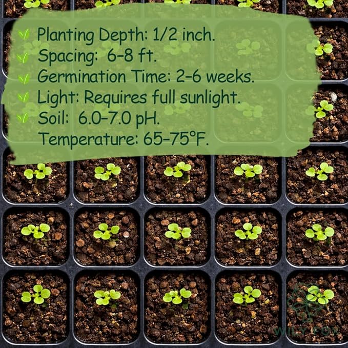 Apple Seeds for Planting – 10+ Heirloom Apple Tree Seeds for Home Garden, Fruit Tree Seeds for Backyard Orchard, Growing Instructions Included