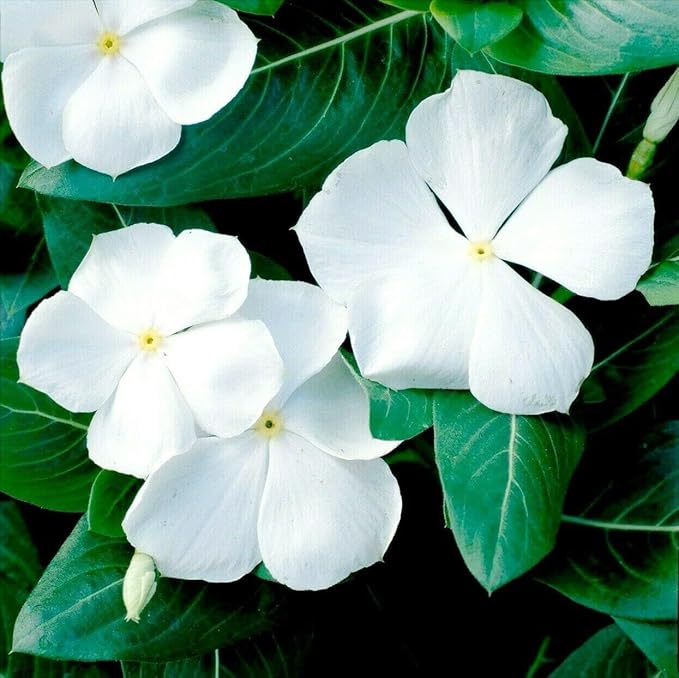 1100+ Perennial Vinca Periwinkle Flower Seed for Planting Outdoor-Non-GMO Heirloom Annual Garden Flowers Open Pollinated
