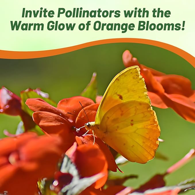 Outsidepride Beacon Orange Impatiens Flower Seeds - 50 Pcs Annual, Compact & Pollinator Friendly, Impatiens Seeds for Planting w/Vibrant, Abundant Blooms for Shade Gardens & Container Displays