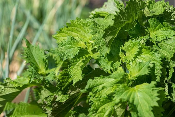 Shiso Seeds, Pack of 1500+ Perilla Seeds for Planting