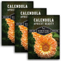 Apricot Beauty Calendula Seeds for Planting – Heirloom Flower with Soft Peach & Pastel Blooms – Edible Flowers, Medicinal Pot Marigold – Survival Garden Seeds (3 Packs)
