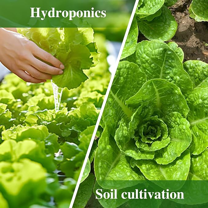 Romaine Lettuce Seeds Parris Island Vegetable Seeds for Indoor Hydroponic & Outdoor Gardens, Non-GMO 7000 Seeds for Planting, High Germination, Grown in USA(Lactuca Sativa)