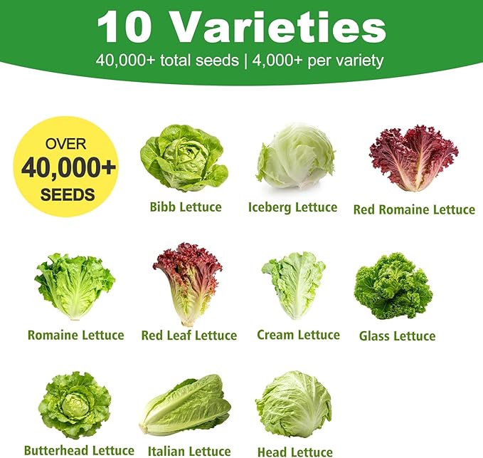 Lettuce Seeds, 10 Varieties Individual Packs, 40000+ Non-GMO Heirloom Vegetable Seeds for Planting Indoor Outdoor for Fresh Salad, Easy to Grow for Garden Beginners, Gifts for Women Men Plant Lovers.