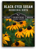 Black-Eyed Susan Seeds for Planting Outdoors - Perennial Native Wildflower - Heirloom Rudbeckia Hirta for Pollinator Gardens - Survival Garden Seeds (1 Pack)