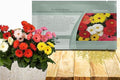 Outsidepride Revolution Select Mix Gerbera Seeds - 20 Pcs Perennial, Compact & Low Maintenance, Flower Seeds for Planting w/Vibrant Blooms, Ideal for Garden Landscaping & Cut Flower Arrangements