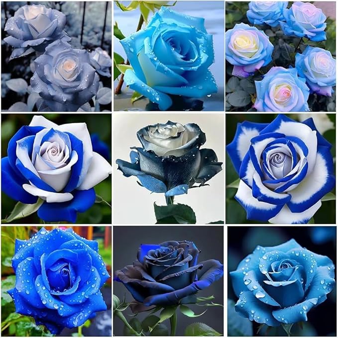 Perennial Rose Seeds Mix 110PCS – Colorful Blooming Perennial – Ideal for Patio, Balcony & Floral Gifts