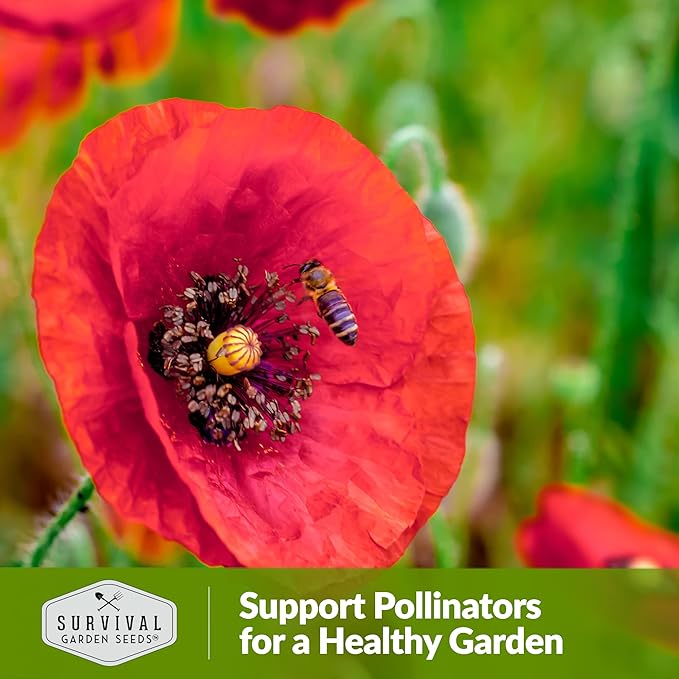 Survival Garden Seeds Red Corn Poppy (Papaver Rhoas) | 2 Packs with Wildflower Seeds & Planting Instructions | Grow Flanders (American Legion) Poppies in Your Home Flower Garden - Non-GMO Heirloom