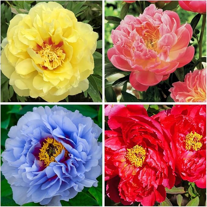 100+ Double Mixed Peonies Seeds for Planting Outdoors,Premium Peony Seeds Non-GMO Heirloom Perennial Flower,Peony Flowers Seed with Ruffled Blooms Garden Home
