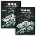 Yarrow Seeds for Planting - White Common Heirloom Medicinal Herb Seeds for Dye & Pollinator Gardens, Easy to Grow Perennial Flowers - Survival Garden Seeds (2 Packs)