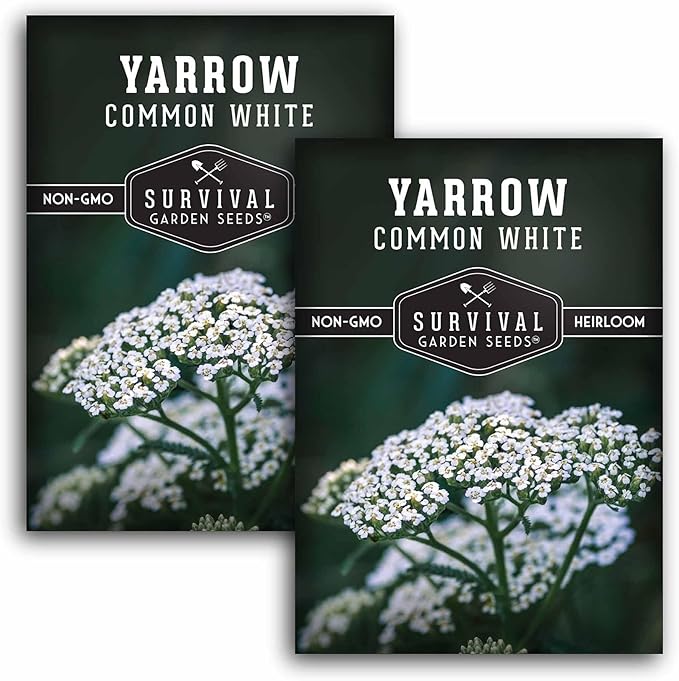 Yarrow Seeds for Planting - White Common Heirloom Medicinal Herb Seeds for Dye & Pollinator Gardens, Easy to Grow Perennial Flowers - Survival Garden Seeds (2 Packs)