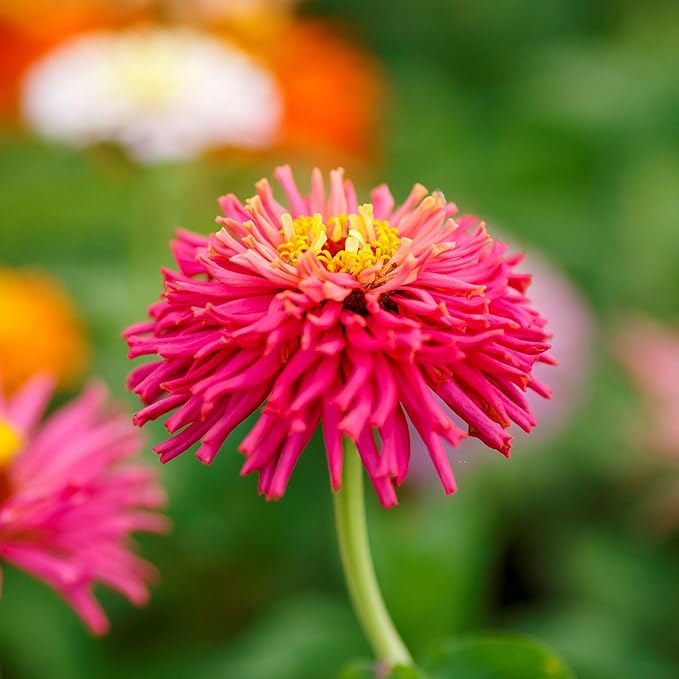 Eden Brothers Zinnia Seeds - Cactus Flowered, Non-GMO Seeds for Planting, Packet | Low-Maintenance Flower Seeds, Plant During Spring, Zones 3, 4, 5, 6, 7, 8, 9, 10
