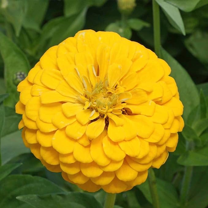 Seed Needs Zinnia Seeds for Planting Canary Bird Yellow Zinnias - Heirloom & Open Pollinated Annual Cut Flowers for a Butterfly Garden (2 Packs)