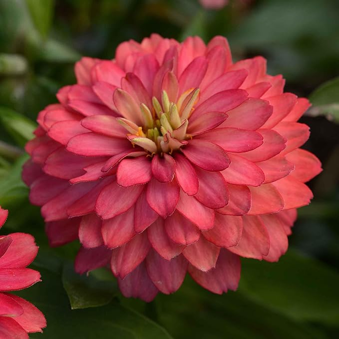 Eden Brothers Zinnia Seeds - Double Zahara Salmon, Non-GMO Seeds for Planting, Packet | Low-Maintenance Flower Seeds, Plant During Spring, Zones 2, 3, 4, 5, 6, 7, 8, 9, 10, 11