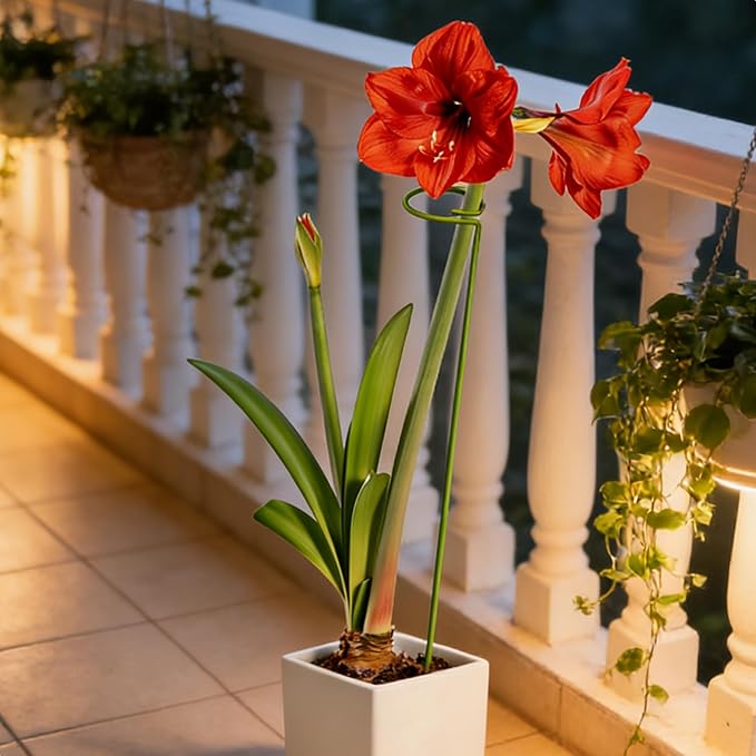 6-Pack Plant Stakes for Indoor Plants, 16 Inch Heavy Duty Adjustable Support Stakes & Tall Sticks for Monstera, Amaryllis, Orchid, Snake Plant, Single Stem, Indoor Outdoor