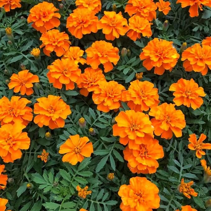 850+ Perennial Marigold Flower Seeds for Planting Outdoor-Rare Swan Tagetes Flower Seeds Plant for Your Garden Home