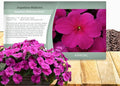 Outsidepride Premium Violet Impatiens Flower Seeds - 200 Pcs Annual, Compact & Pollinator Friendly, Impatiens Seeds for Planting w/Vibrant, Abundant Blooms for Shade Gardens & Container Displays