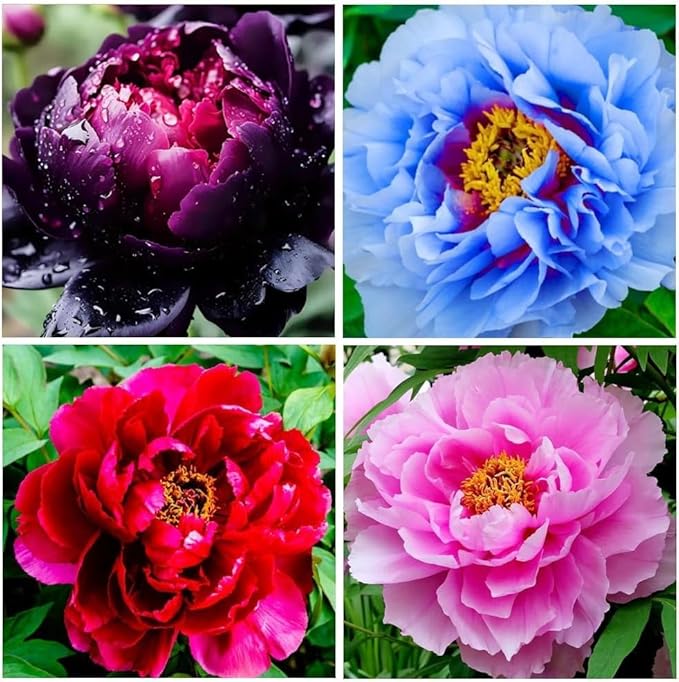 300+ Perennial Peony Flower Seeds for Planting Outdoor-Attracts Bees&Butterflies Fragrant Butterfly Non-GMO Heirloom Seeds
