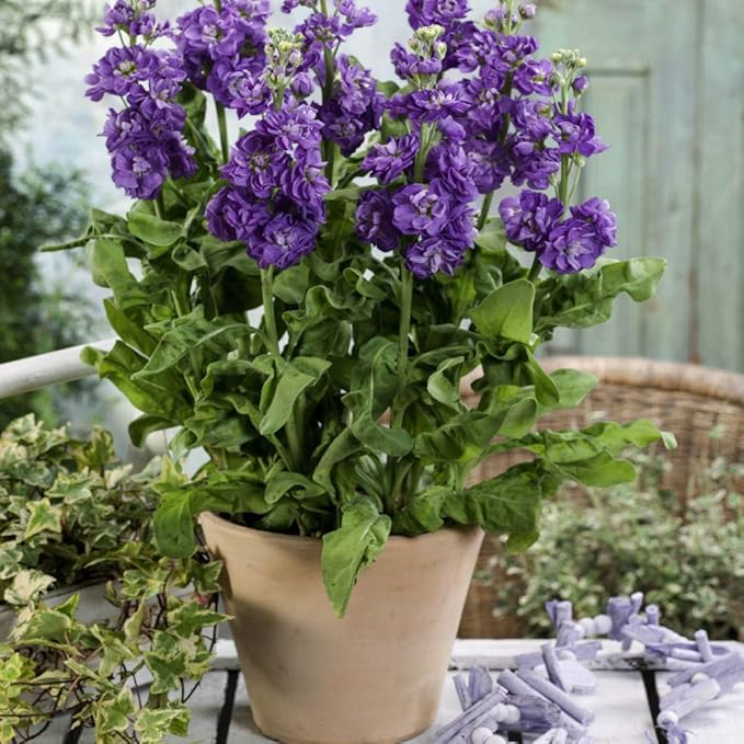 Outsidepride Ten Week Blue Mattiola Stock Seeds - 1000 Pcs Annual Flower Seeds for Planting with Fragrant Blooms That Attract Pollinators, Compact Growth, for Cut Flower Arrangements & Containers