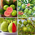 100+ Organic Pink Guava Seeds for Planting,Psidium Guajava Seeds Non-GMO Heirloom,Tropical Fruit Seed Vitamin C Rich Exotic and Delicious Fruits for Garden Home Outdoor