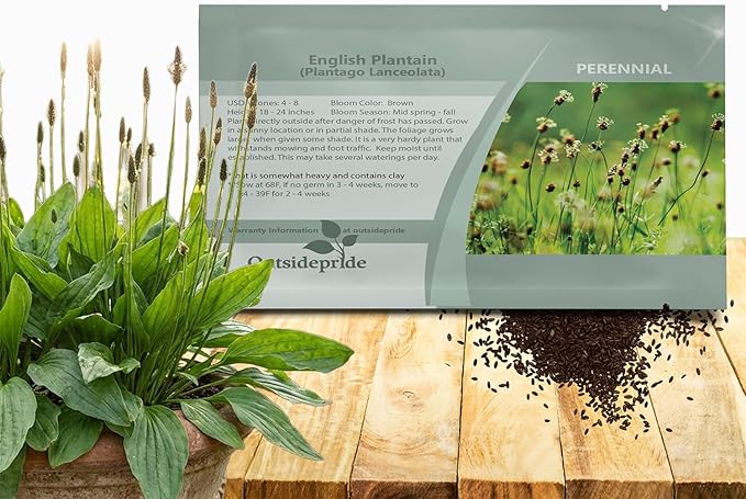 Outsidepride English Plantain Seeds for Planting - 5,000 Pcs Perennial, Easy-to-Grow Herb Seeds for Culinary, Farm & Household Uses, Low-Growing Foliage for Tropical & Subtropical Climates