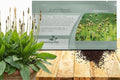 Outsidepride English Plantain Seeds for Planting - 5,000 Pcs Perennial, Easy-to-Grow Herb Seeds for Culinary, Farm & Household Uses, Low-Growing Foliage for Tropical & Subtropical Climates