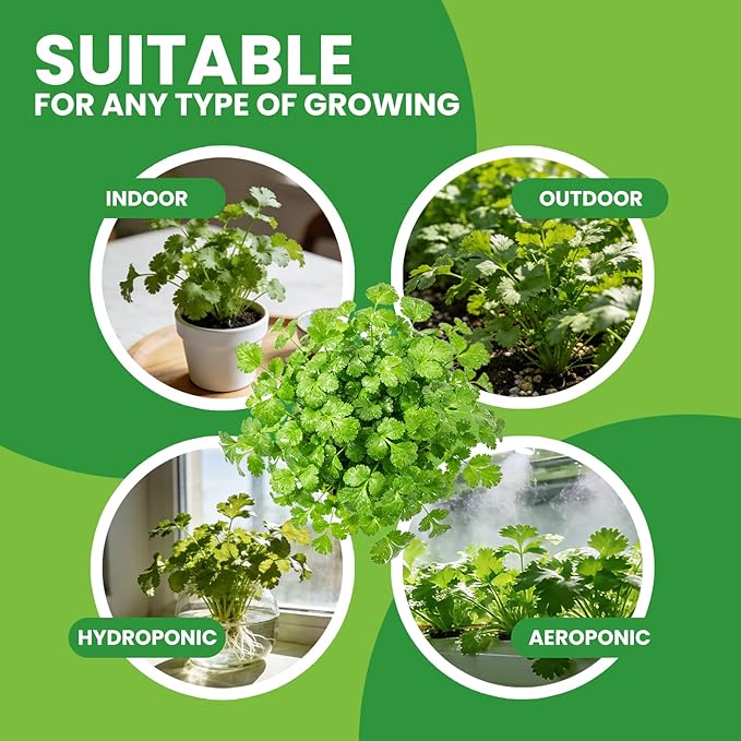 Non GMO 1200+ Cilantro Organic Seeds for Planting Indoors or Outdoors - Heirloom Coriander Seeds, Heirloom Seed for Planting Coriandrum Culinary Herb Seeds for Your Herb Garden(Cilantro Seeds)