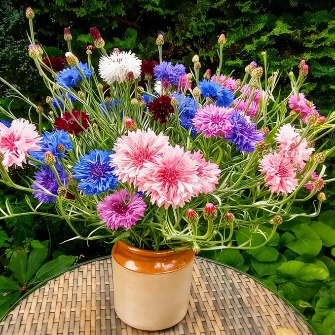 1107+ Perennial Cornflower Seeds Mix for Planting,Dwarf Colorful Cornflower Seeds Corn Flowers Seed Non-GMO Heirloom Plant Seed Home Garden