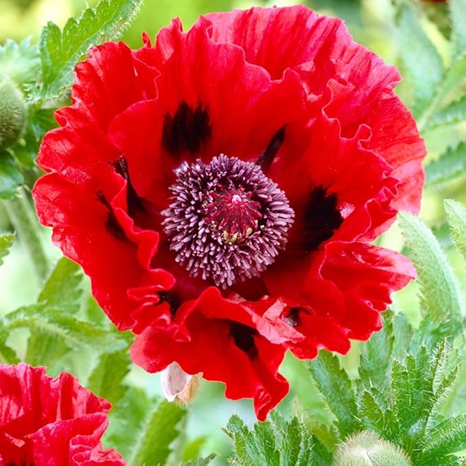 1050+ Poppy Flower Seeds for Planting Outdoor