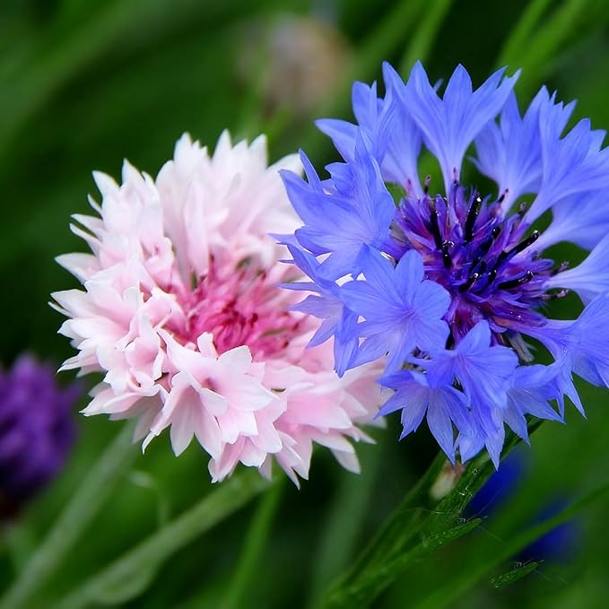 Cornflower Seeds for Planting, 3000+ Mix Centaurea Flower Seed, Non-GMO Heirloom Cornflower Seed for Garden Home Outdoor