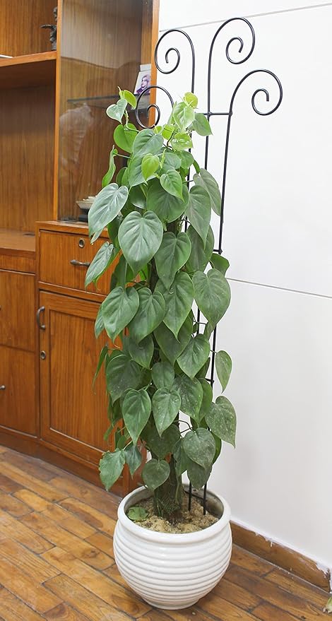 Hosley's 48" High Set of 2 Wave Iron Trellis Ideal Gift for Floral Arrangements Wedding or Party and Use Next to Structures Home or Office or in Planters for Growing Floral Plants Vines and Vegetables
