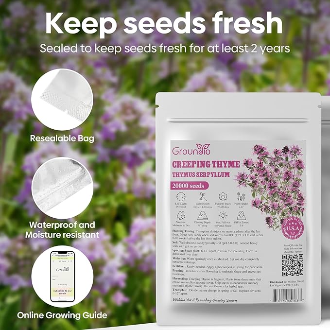20000+ Creeping Thyme Seeds Ground Cover Plant, Perennial Thyme Flower Seeds for Planting Outdoor, Low Maintenance, Grown in The USA