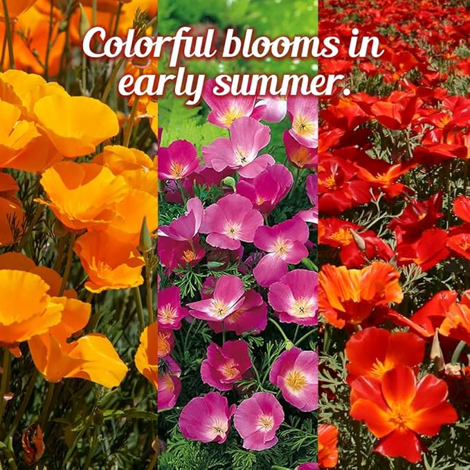 Parade of Poppy Wildflower Seeds - 1oz, Open-Pollinated Flower Seed Mix Packets, No Fillers, Annual, Easily Re-Seeds, Wildflower Seeds, Year-Round Planting - 1 oz