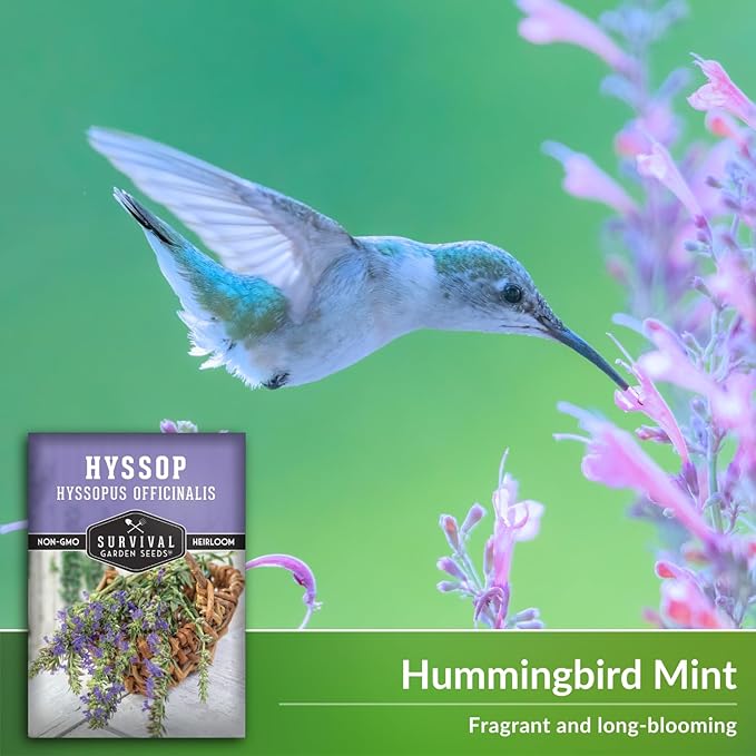 Survival Garden Seeds - Hyssop Seed for Planting - 2 Packets with Instructions to Plant and Grow Hyssopus Officinalis in Your Home Herb Garden - Non-GMO Heirloom Hummingbird Mint