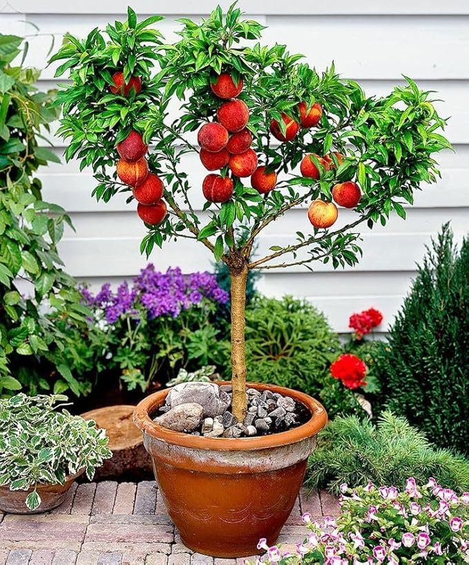 GARDENERA Premium Peach Potting Soil Mix - Perfect Balance of Nutrients, Drainage, and Aeration for Thriving Peach Trees - 4 QUARTS