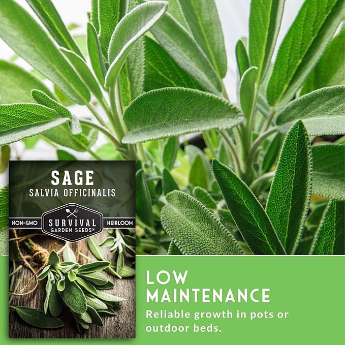 2 Packs Culinary Sage Seed for Planting - Packet with Instructions to Grow Salvia Officinalis Herbs in Your Home Vegetable Garden - Non-GMO Heirloom Variety - Survival Garden Seeds