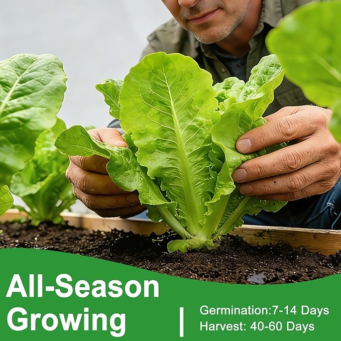 Lettuce Seeds, 10 Varieties Individual Packs, 40000+ Non-GMO Heirloom Vegetable Seeds for Planting Indoor Outdoor for Fresh Salad, Easy to Grow for Garden Beginners, Gifts for Women Men Plant Lovers.