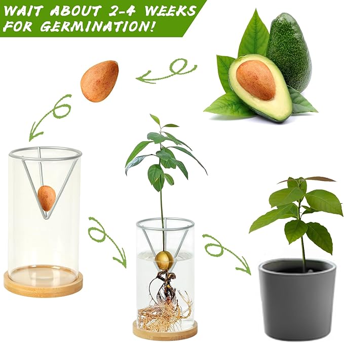 Avocado Tree Growing Kits, Avocado Growing Vase Wooden Base Avocado Seed Starter Vase Glass Plant Pot Easy Seed Sprout Starter Gift for Women Gardening Lovers Home Office Table Decoration