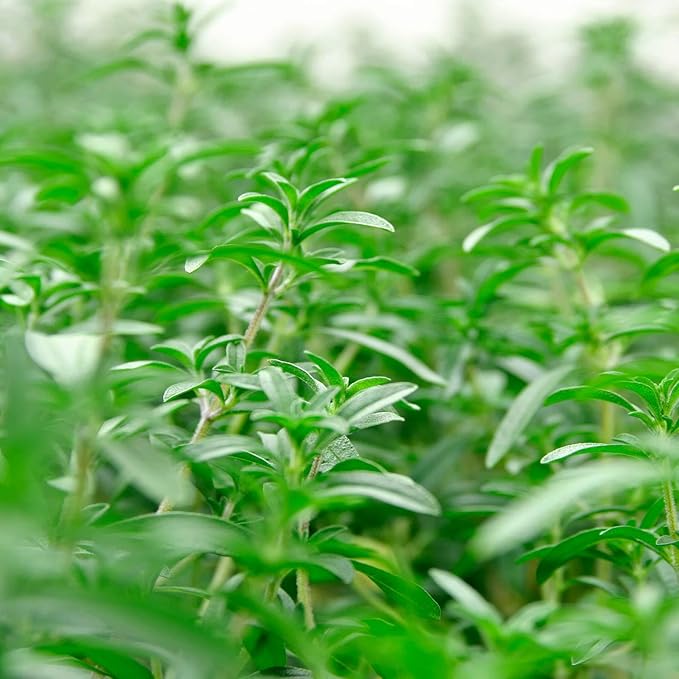 Outsidepride Summer Savory Seeds - 1/4 lb Annual Culinary Herb Seeds for Planting with Aromatic Leaves, Drought Tolerant & Compact for Container, Raised Bed, & Kitchen Herb Garden