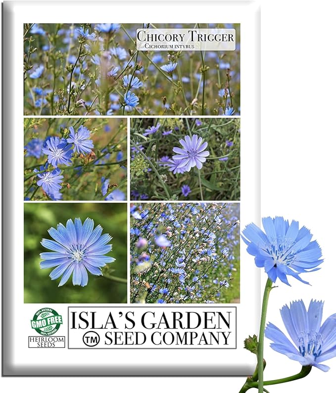 Trigger Chicory Flower Seeds (Cichorium intybus) – 1500+ Heirloom Non-GMO Seeds by Isla’s Garden Seeds, Blue Chicory Wildflower, Pollinator-Friendly Meadow Blooms, Naturalized Landscape Flower, Herb