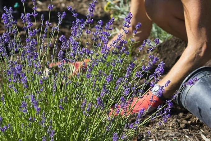 Premium Organic Lavender Mix by Gardenera - Elevate Your Plant Care Routine - 4 QUARTS