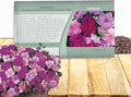 Outsidepride Xtreme Sapphire Mix Impatiens Flower Seeds - 100 Pcs Annual, Compact & Pollinator Friendly, Impatiens Seeds for Planting w/Vibrant, Abundant Blooms for Shade Gardens & Container Displays