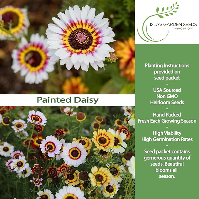 Painted Daisy Flower Seeds (Chrysanthemum carinatum) – 500+ Non-GMO Heirloom Seeds by Isla’s Garden Seeds, Bold Multicolor Blooms, Great for Borders, Pollinator-Friendly, Cottage Gardens