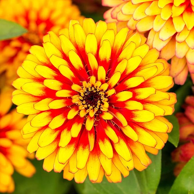 Eden Brothers Zinnia Seeds - Swizzle Scarlet & Yellow, Non-GMO Seeds for Planting, Packet | Low-Maintenance Flower Seeds, Plant During Spring, Zones 2, 3, 4, 5, 6, 7, 8, 9, 10, 11