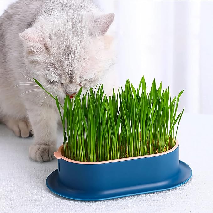 2Pcs Cat Grass Planter (No Seeds Included) Wheatgrass Planting Trays Hydroponic Cat Grass Growing Kits for Indoor Cats Soilless Organic Nursery Box Pet Grass Pot (B)