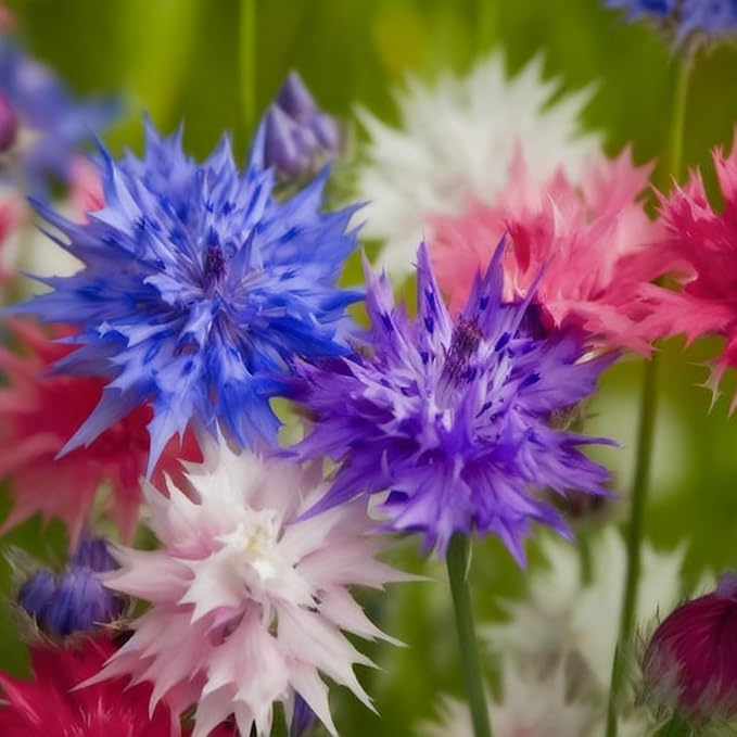 Cornflower Seeds for Planting, 3000+ Mix Centaurea Flower Seed, Non-GMO Heirloom Cornflower Seed for Garden Home Outdoor