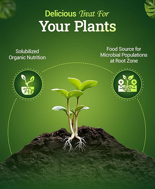 FoxFarm Bush Doctor Bembé Sweet & Dandy Liquid Plant Fertilizer - Boosts Plant Sweetness & Soil Microbes, Complex Nutrient Blend - 0-1-3 PK Fertilizer for In-Ground & Hydroponic Gardens - 1 Quart