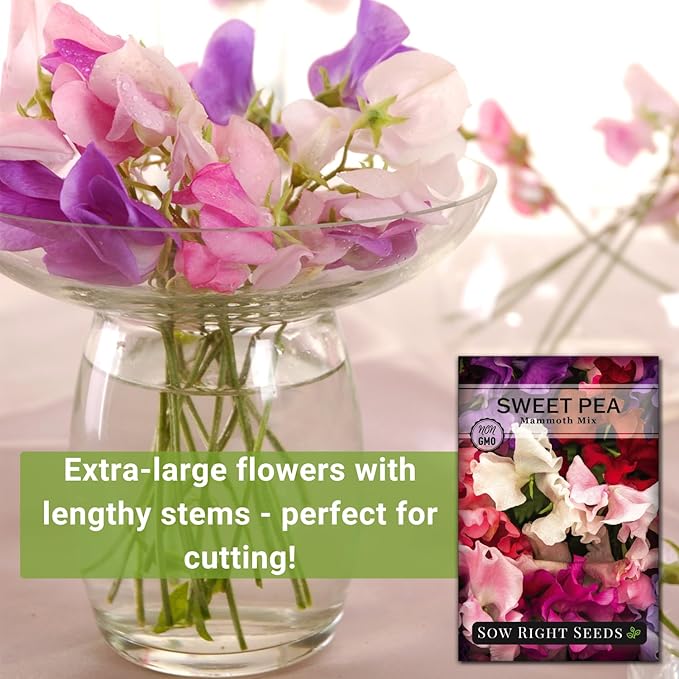 Sow Right Seeds - Mammoth Mix Sweet Pea Seeds for Planting - Beautiful Flowers to Plant in Your Garden - Non-GMO Heirloom Packet - Fragrant Colorful Blooms for Bouquets - Wonderful Gardening Gift (3)