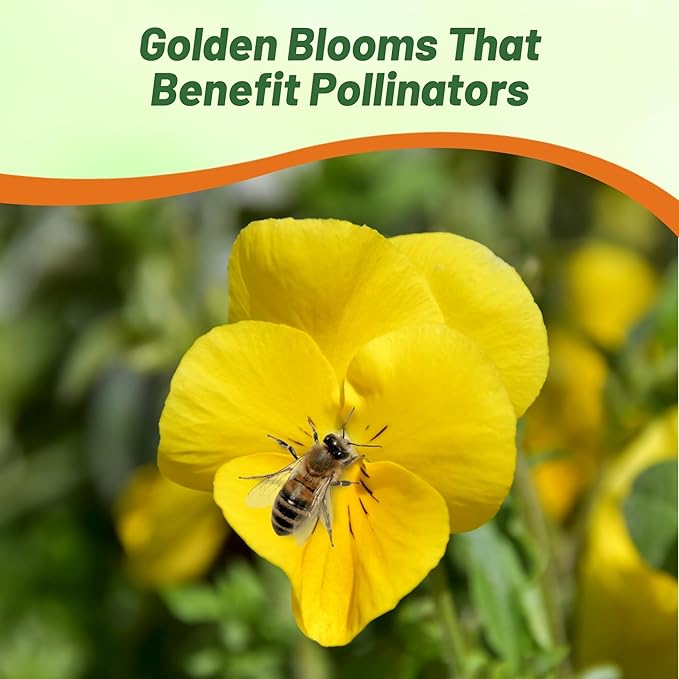 Outsidepride Miniola Heart Gold Violet Seeds for Planting - 100 Pcs Annual, Compact & Pollinator Friendly Viola Flower Seeds with Gold Blooms, Ideal for Garden Borders & Container Displays