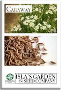 Caraway Herb Seeds (Carum carvi) – 250+ Non-GMO & Heirloom Seeds for Planting, Aromatic Culinary Herb with Flavorful Seeds, by Isla’s Garden Seeds, Great Home Garden Gift Idea