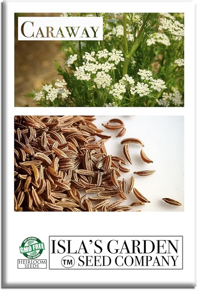 Caraway Herb Seeds (Carum carvi) – 250+ Non-GMO & Heirloom Seeds for Planting, Aromatic Culinary Herb with Flavorful Seeds, by Isla’s Garden Seeds, Great Home Garden Gift Idea